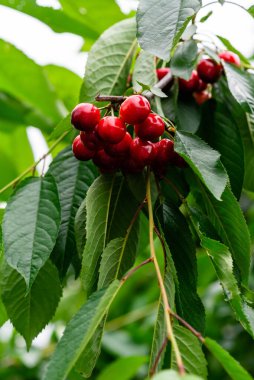 Ağacın dalında kırmızı kiraz ve yeşil yapraklar. 