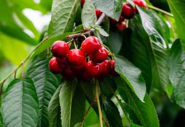 Ağacın dalında kırmızı kiraz ve yeşil yapraklar. 