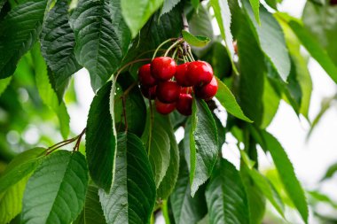 Ağacın dalında kırmızı kiraz ve yeşil yapraklar. 