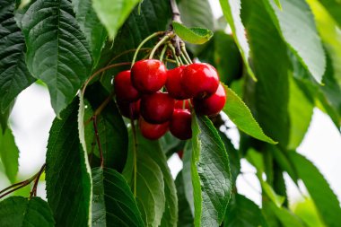 Ağacın dalında kırmızı kiraz ve yeşil yapraklar. 
