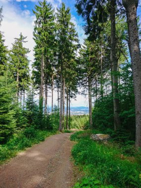 Şehre giden kozalaklı dağ yolu.