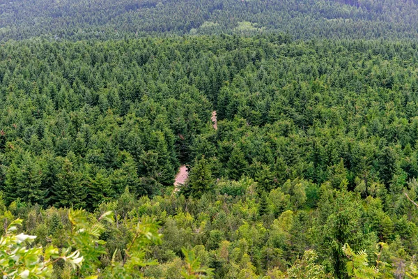 Blick Auf Den Waldweg Sommer — Stockfoto