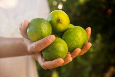 Kapalı kadın elleri açık havada limon meyvesi tutuyor.