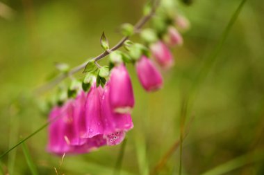 Mor çan çiçeklerinin yakın fotoğrafını çek