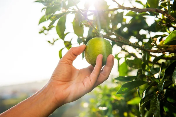 Close Female Hand Picking Lime Tree Sunny Background — Stock Photo, Image