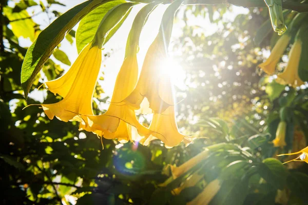 Close Angel Trumpets Sunny Background — стоковое фото