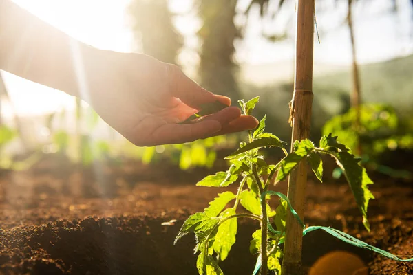 Cerca Mano Mujer Tocando Planta Tomate Creciendo Jardín — Foto de Stock