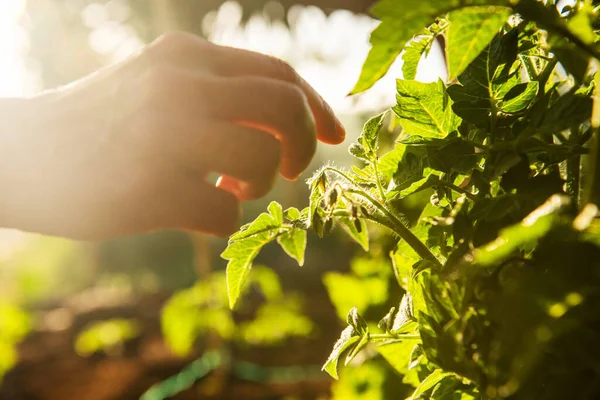 Close Woman Hand Touching Tomato Plant Growing Sunny Garden — Stock Photo, Image