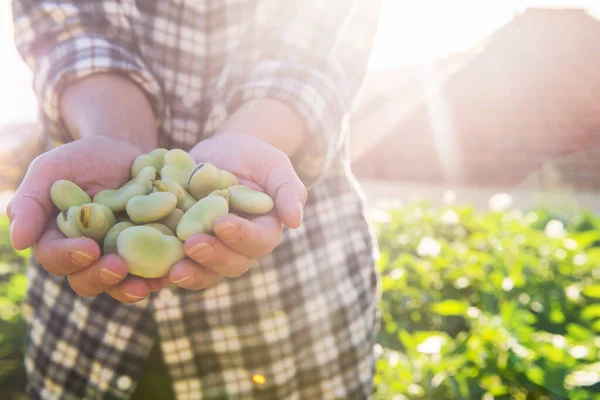 Close Vrouwelijke Handen Houden Groene Bonen Hand — Stockfoto