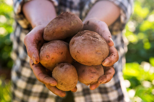 Top view female farmer hands holding potatoes in hand
