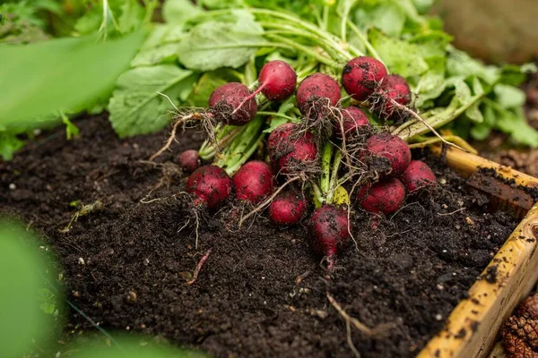 Bündel Bio Rettichgemüse Frisch Gepflückt Aus Dem Garten — Stockfoto