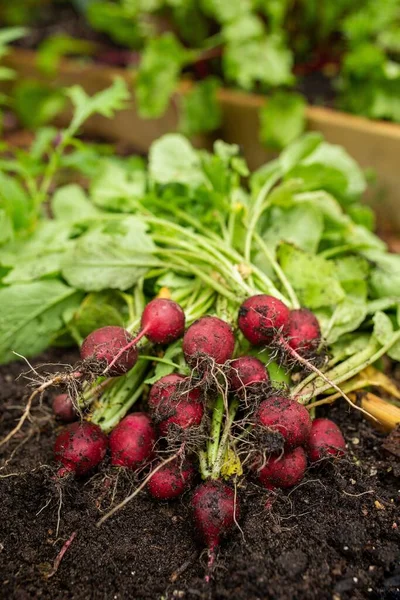Cerrar Verduras Rábano Orgánico Suelo Del Jardín —  Fotos de Stock