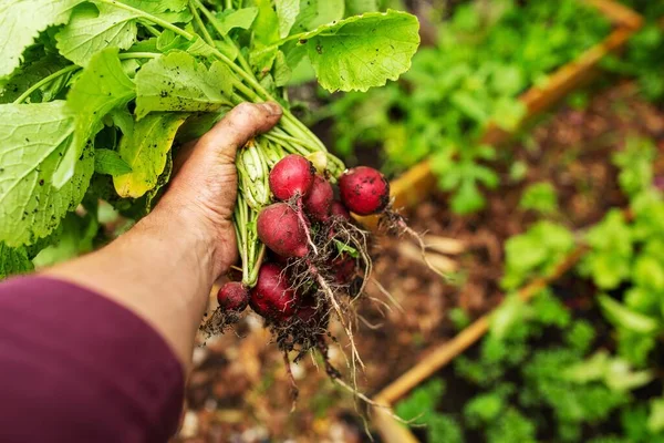 Close Mão Segurando Legumes Rabanete Recém Colhidos Jardim Orgânico — Fotografia de Stock