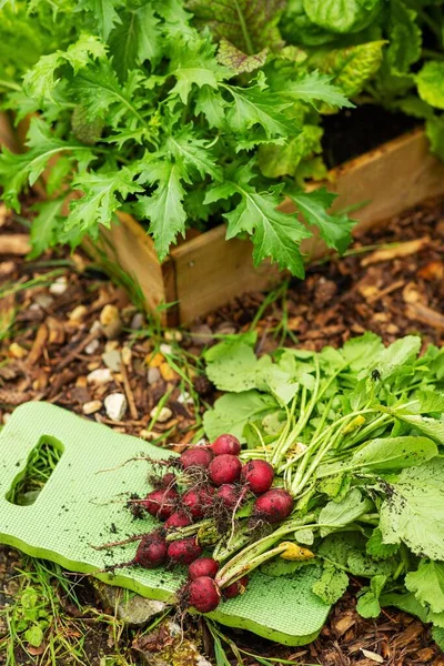 Organik Bahçeden Yeni Toplanmış Turp Sebzeleri — Stok fotoğraf