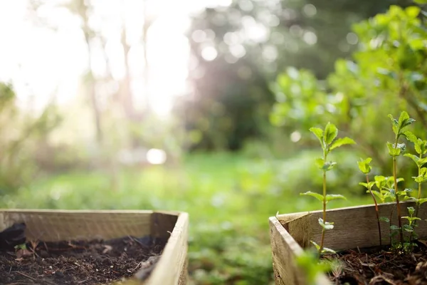 Cerrar Cajas Plantas Con Jardín Fondo — Foto de Stock