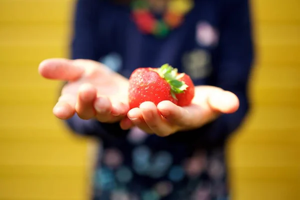 Κοντινά Χέρια Κρατώντας Ώριμη Κόκκινη Φράουλα — Φωτογραφία Αρχείου