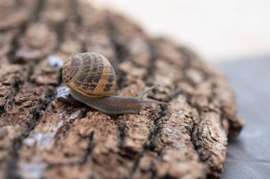 Salyangoz bir ağaç lumaca tarzında kaçtı.