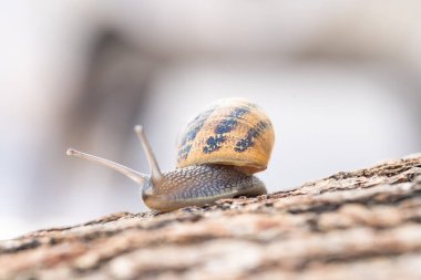 Ağacın üzerindeki salyangoz Lumaca sullalbero