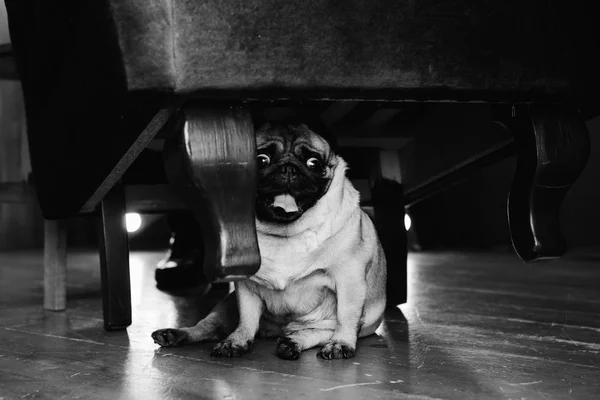 Fotografía Blanco Negro Pug Sienta Debajo Del Sillón Imagen De Stock