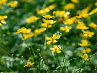 Güneşli bir günde kır çiçekleri açıyor.