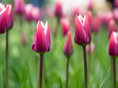 Parkta açan laleler