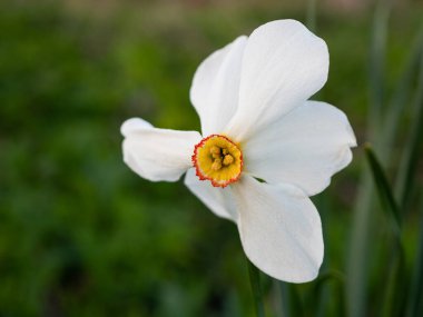  Parkta beyaz çiçek açan nergis