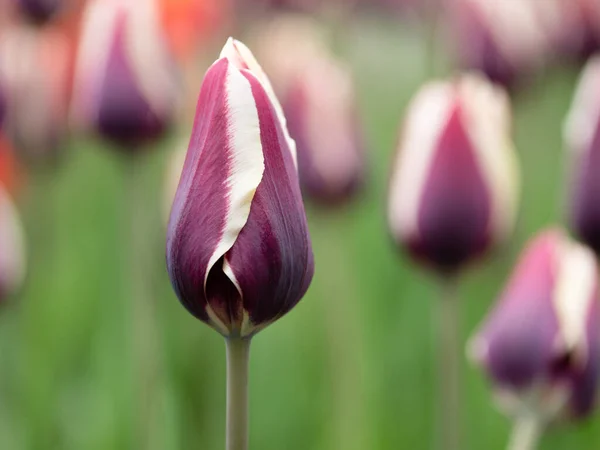 Цветущий Фиолетовый Тюльпан Парке — стоковое фото