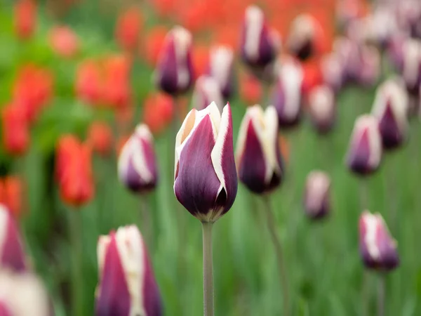 Цветущие Фиолетовые Тюльпаны Парке — стоковое фото
