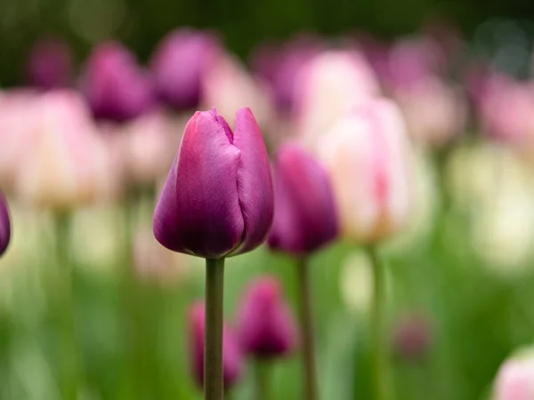 Цветущий Фиолетовый Тюльпан Парке — стоковое фото