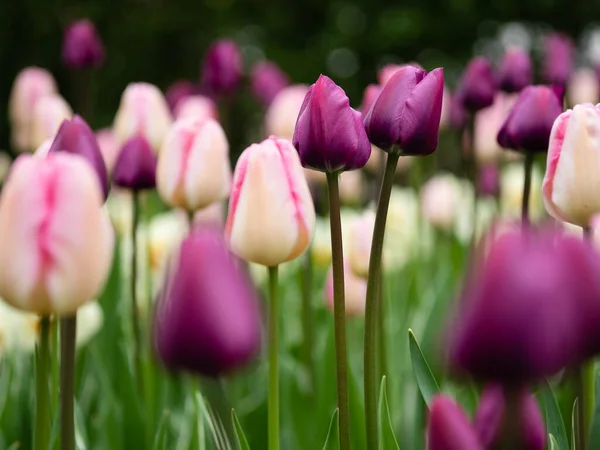 Цветущие Тюльпаны Парке — стоковое фото