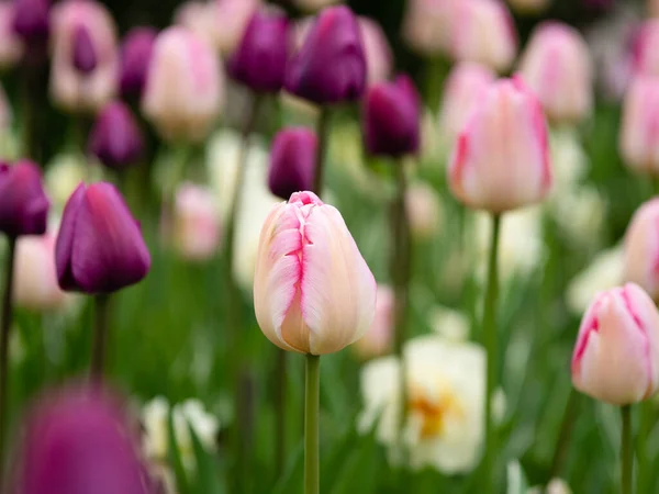 Цветущий Розовый Тюльпан Парке — стоковое фото
