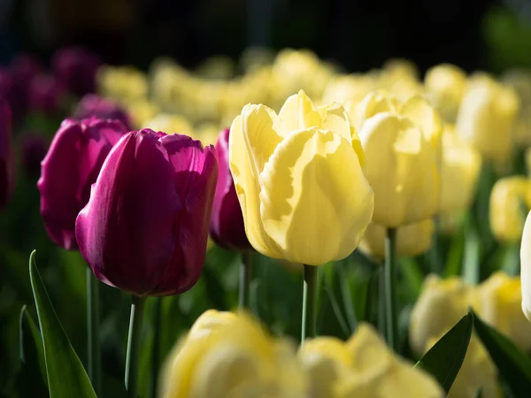 Цветущие Тюльпаны Парке — стоковое фото