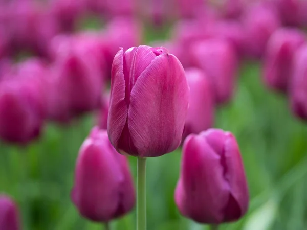 Цветущие Фиолетовые Тюльпаны Парке — стоковое фото