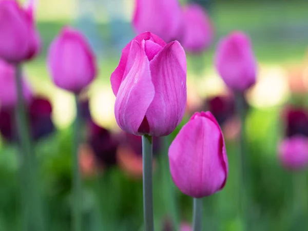 Цветущие Лиловые Тюльпаны Парке — стоковое фото