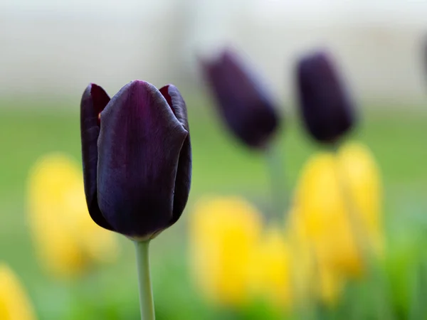 Цветущий Черный Тюльпан Парке — стоковое фото