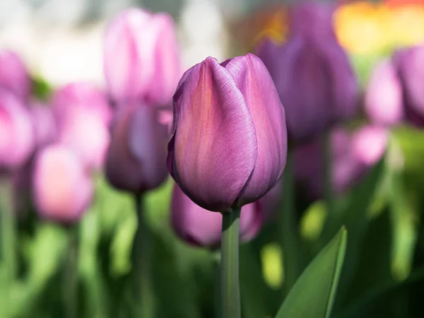 Цветущие Лиловые Тюльпаны Парке — стоковое фото