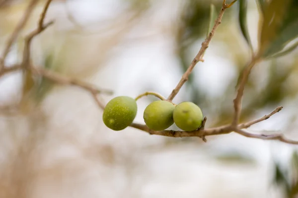 Olive nell'albero — Foto Stock