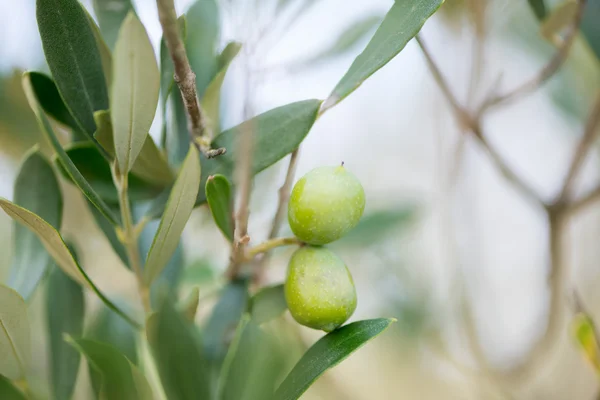 Zeytin ağacı — Stok fotoğraf