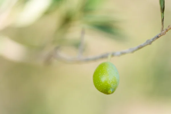 Oliven im Baum — Stockfoto