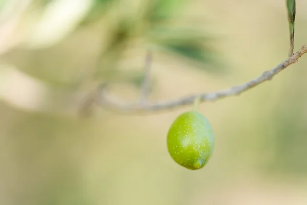 Olive nell'albero — Foto Stock