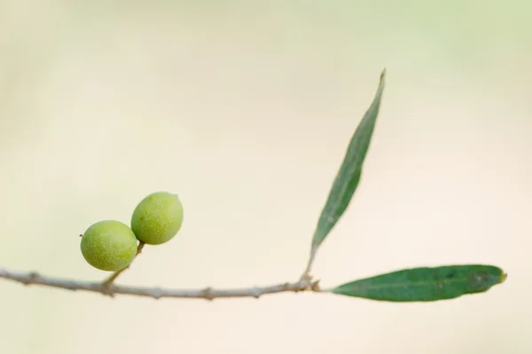 Olive nell'albero — Foto Stock