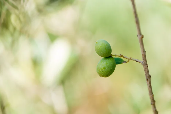 Oliven im Baum — Stockfoto