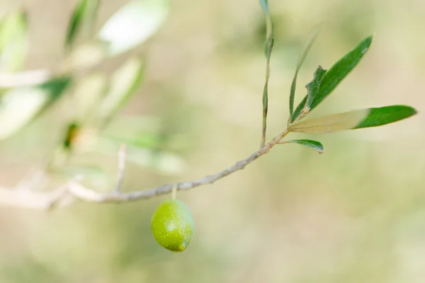 Oliven im Baum — Stockfoto