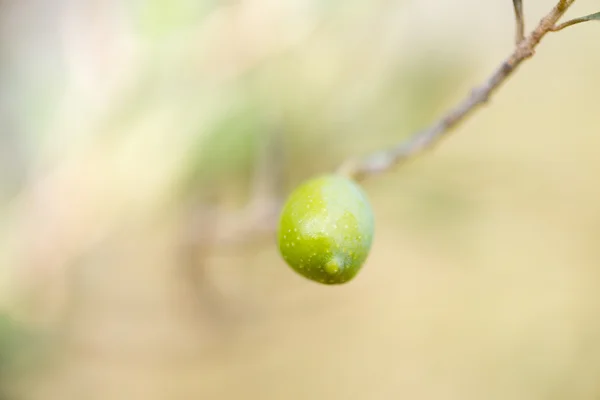 Olive nell'albero — Foto Stock