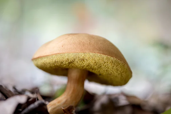 Paesaggio con funghi — Foto Stock
