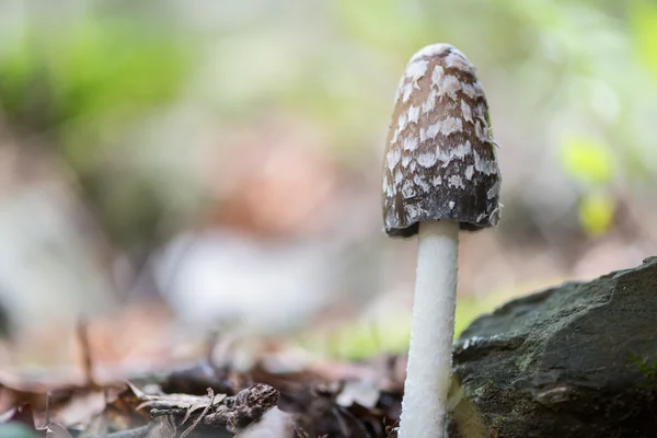 Landschap met paddestoelen — Stockfoto