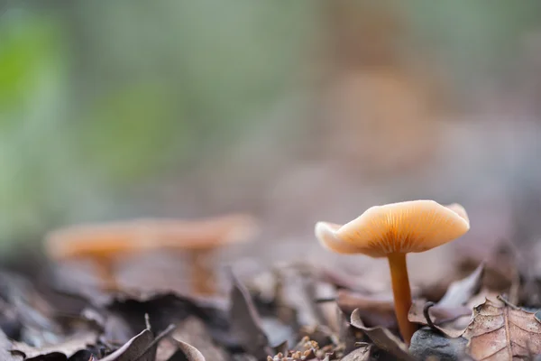 Paesaggio con funghi — Foto Stock