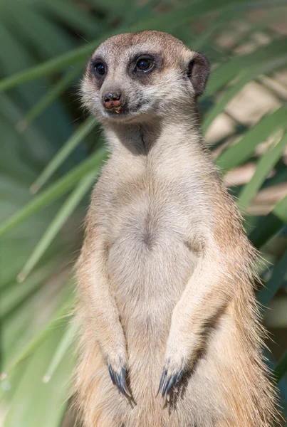 Detalhe Suricata suricatta — Fotografia de Stock