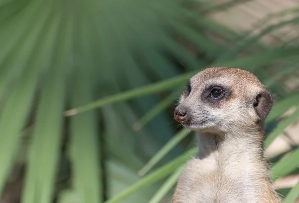 Suricata suricatta részletesen — Stock Fotó