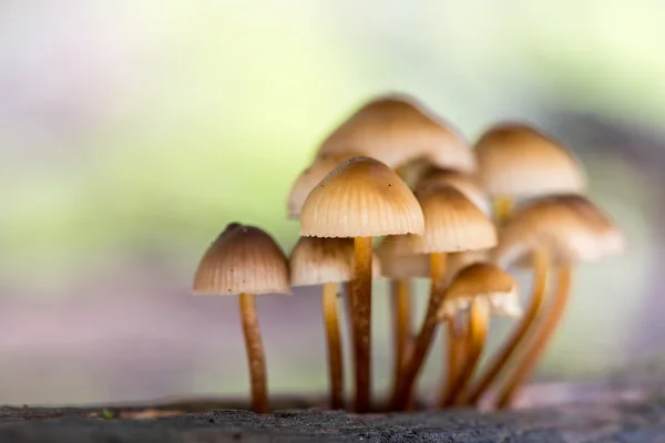 Краєвид з грибами — стокове фото